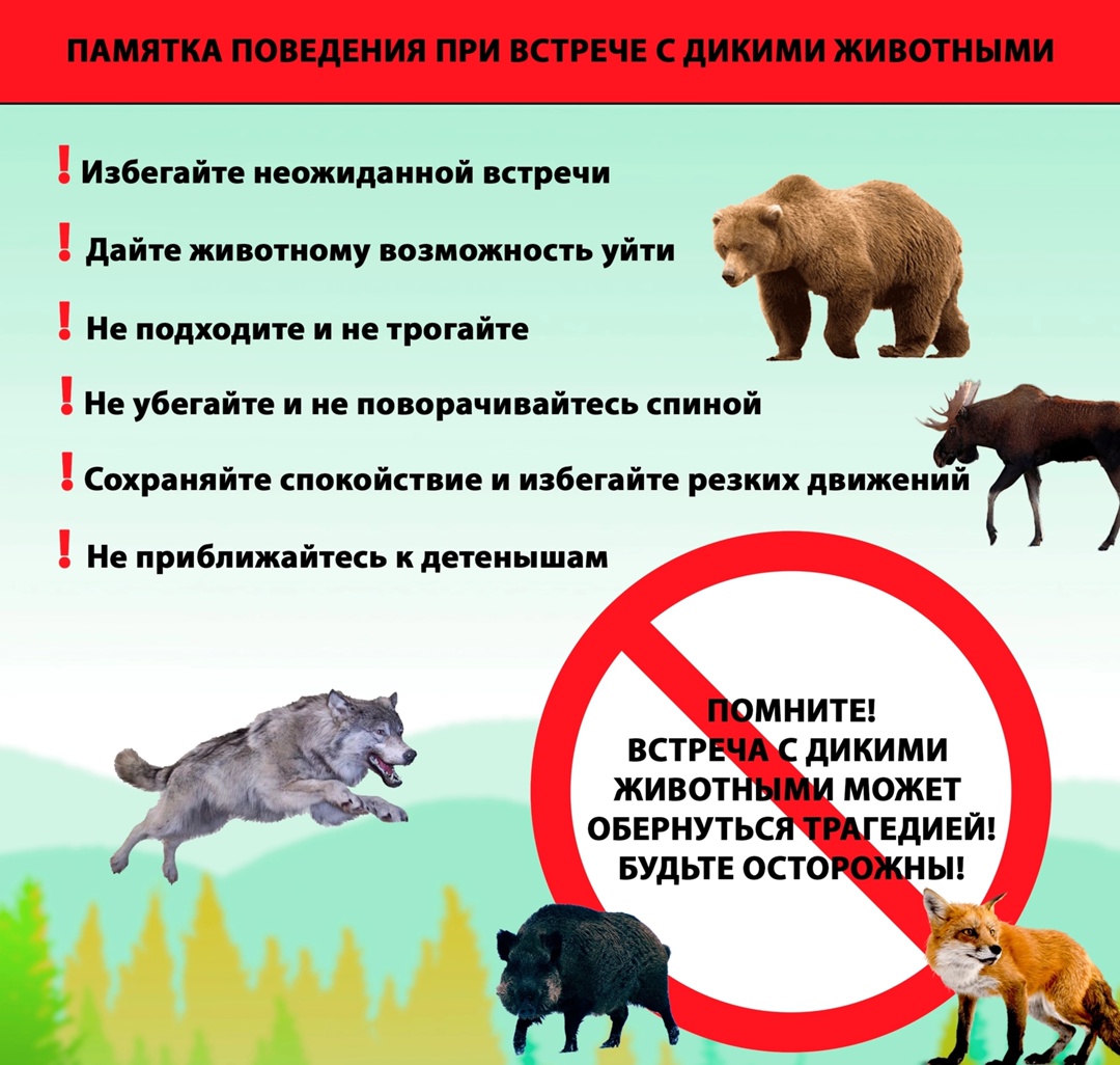 Правила поведения при встрече с дикими животными: как избежать трагедии.